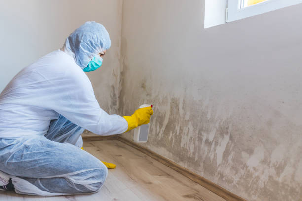 Licensed Mold Inspection service in Essex, MD - WQB Mold Removal